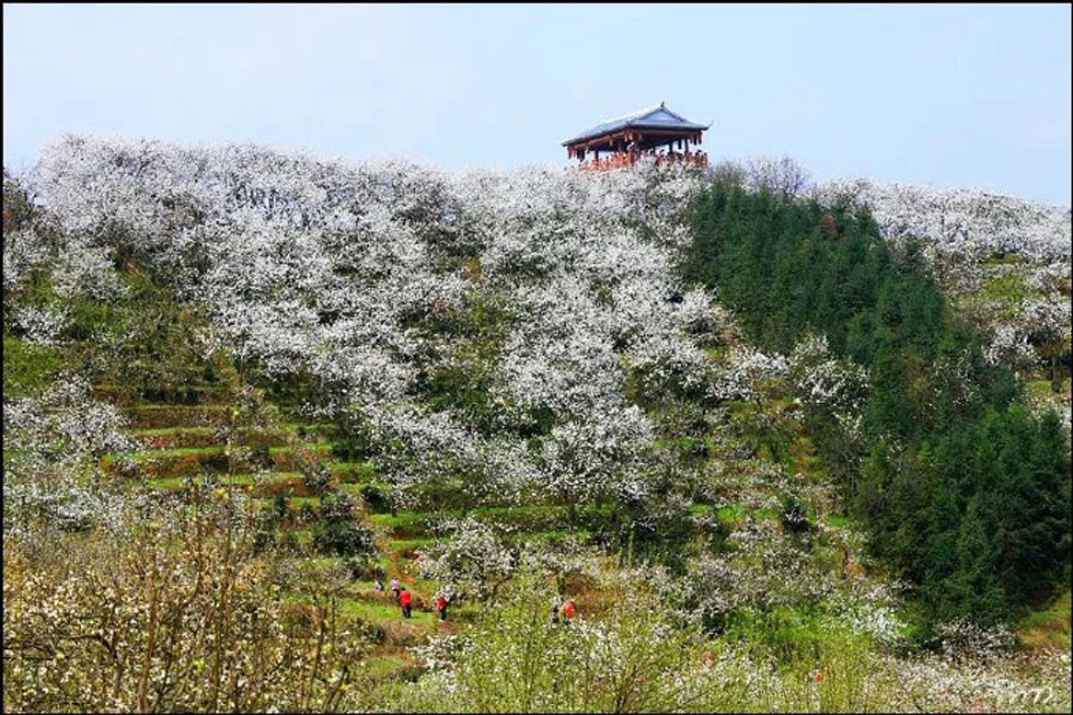 【春天，广西桂林灌阳县向您发出邀请！】我们在灌阳看梨花 - 游山玩水 - 聊城生活社区 - 聊城28生活网 lc.28life.net