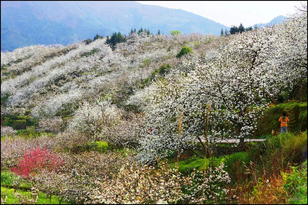 【春天，广西桂林灌阳县向您发出邀请！】我们在灌阳看梨花 - 游山玩水 - 聊城生活社区 - 聊城28生活网 lc.28life.net