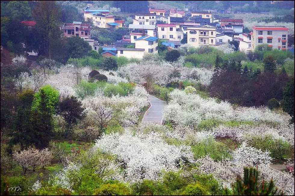 【春天，广西桂林灌阳县向您发出邀请！】我们在灌阳看梨花 - 游山玩水 - 聊城生活社区 - 聊城28生活网 lc.28life.net