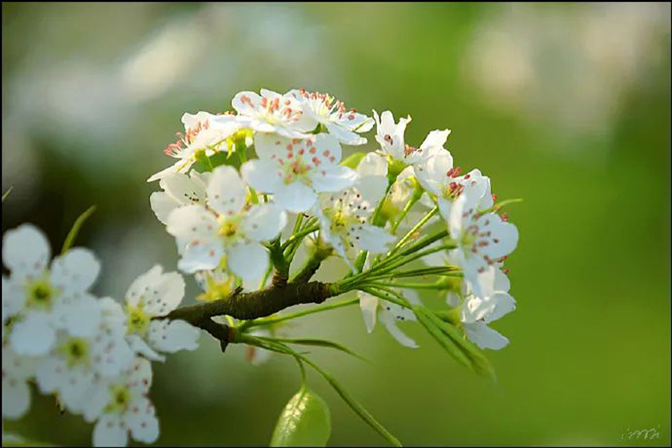【春天，广西桂林灌阳县向您发出邀请！】我们在灌阳看梨花 - 游山玩水 - 聊城生活社区 - 聊城28生活网 lc.28life.net