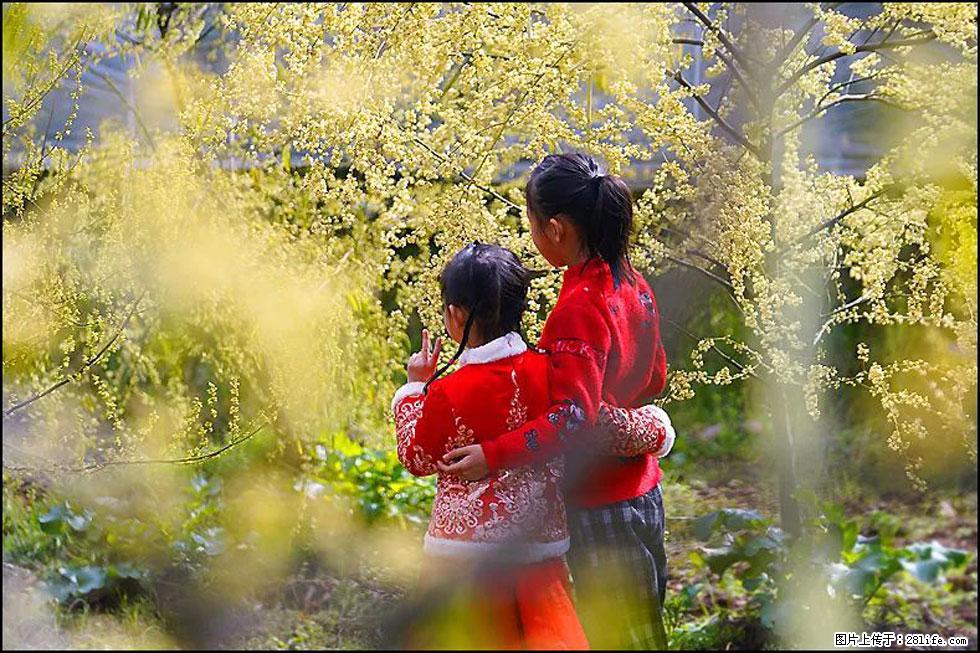 【春天，广西桂林灌阳县向您发出邀请！】米珠山前有片山苍子花在飘香 - 游山玩水 - 聊城生活社区 - 聊城28生活网 lc.28life.net