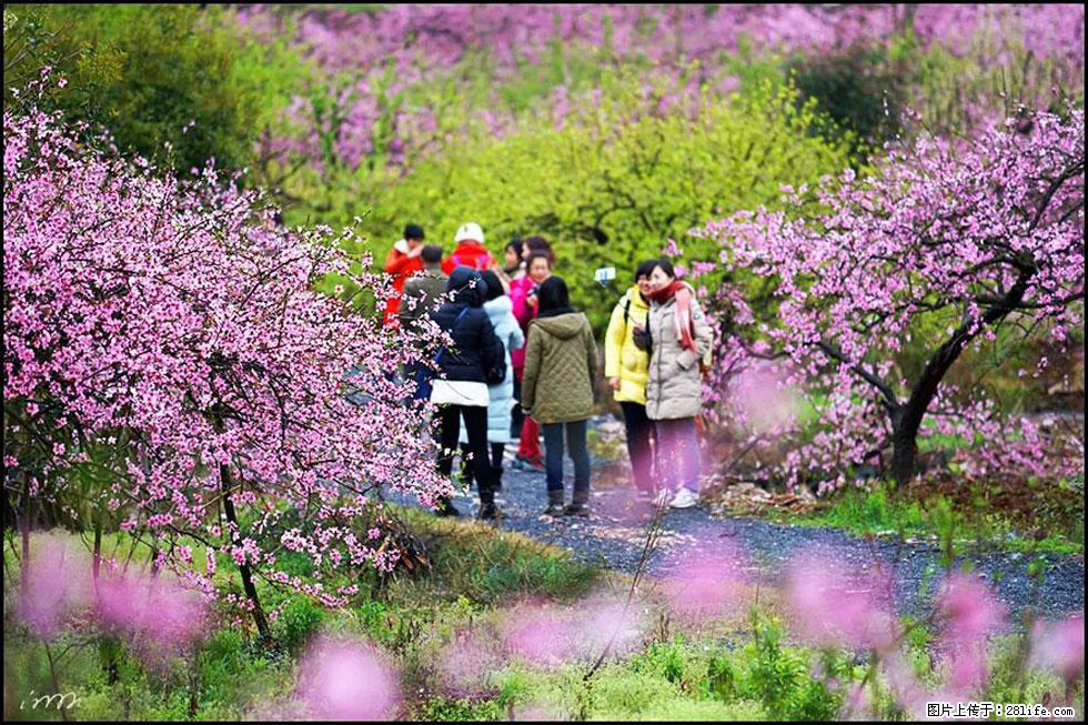 【春天，广西桂林灌阳县向您发出邀请！】官庄村有个醉美的桃花园 - 游山玩水 - 聊城生活社区 - 聊城28生活网 lc.28life.net