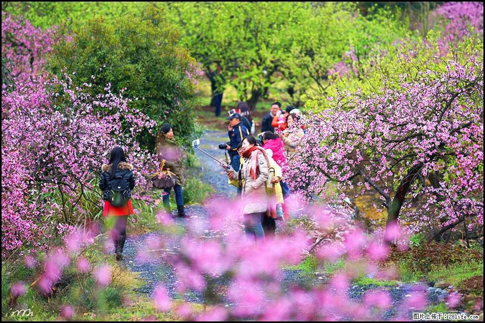 【春天，广西桂林灌阳县向您发出邀请！】官庄村有个醉美的桃花园 - 游山玩水 - 聊城生活社区 - 聊城28生活网 lc.28life.net