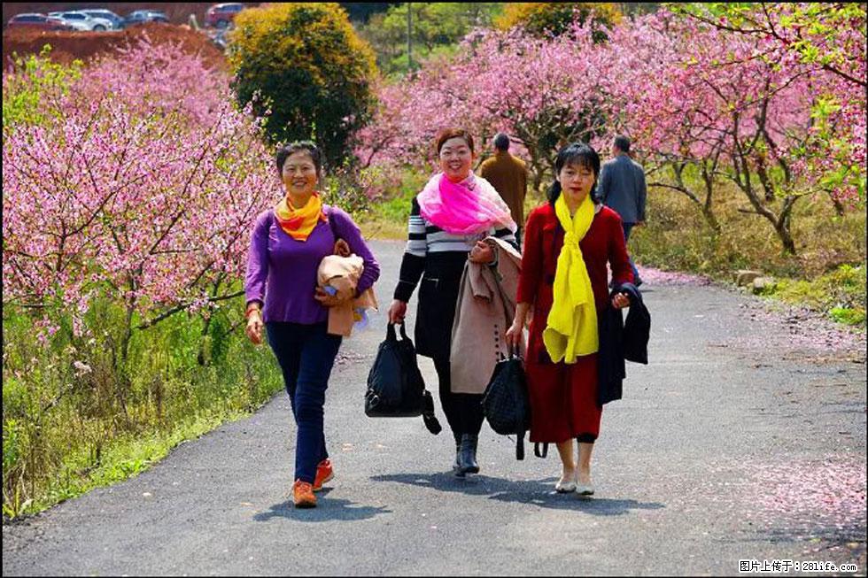 【春天，广西桂林灌阳县向您发出邀请！】官庄村有个醉美的桃花园 - 游山玩水 - 聊城生活社区 - 聊城28生活网 lc.28life.net
