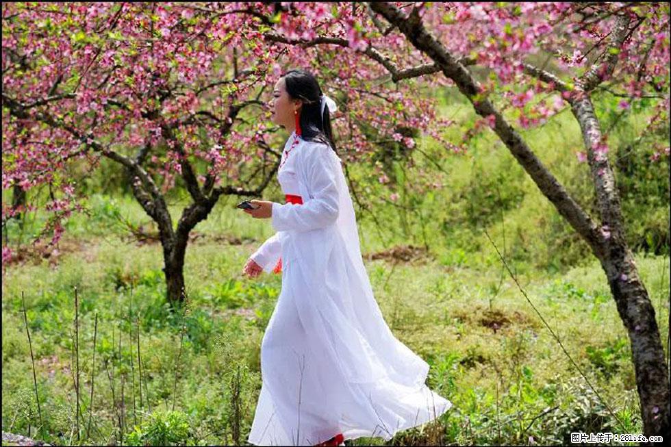 【春天，广西桂林灌阳县向您发出邀请！】官庄村有个醉美的桃花园 - 游山玩水 - 聊城生活社区 - 聊城28生活网 lc.28life.net