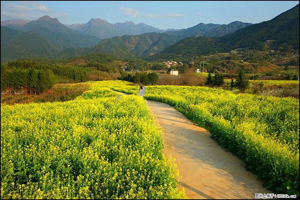 【春天，广西桂林灌阳县向您发出邀请！】长坪村油菜盛情花开 - 游山玩水 - 聊城生活社区 - 聊城28生活网 lc.28life.net