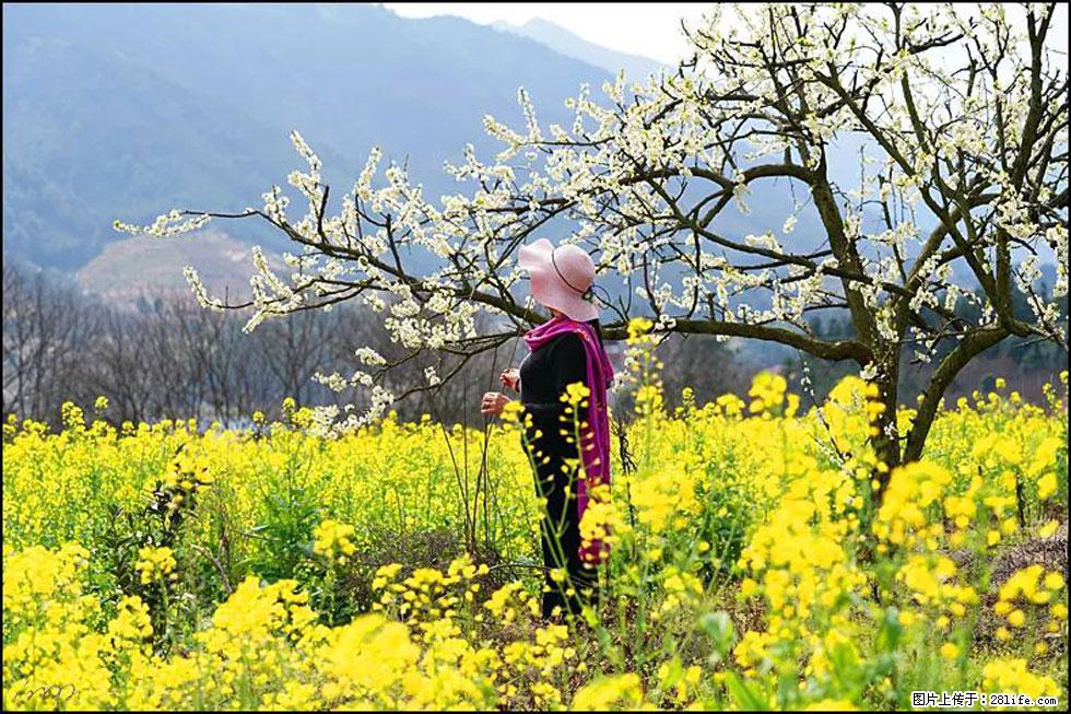 【春天，广西桂林灌阳县向您发出邀请！】长坪村油菜盛情花开 - 游山玩水 - 聊城生活社区 - 聊城28生活网 lc.28life.net