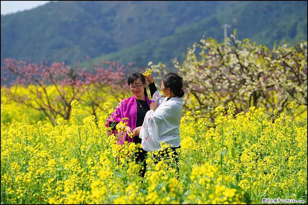 【春天，广西桂林灌阳县向您发出邀请！】长坪村油菜盛情花开 - 游山玩水 - 聊城生活社区 - 聊城28生活网 lc.28life.net