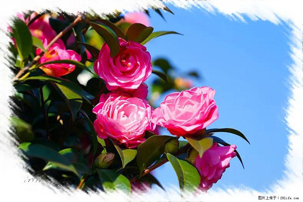 【春天，广西桂林灌阳县向您发出邀请！】杨柳井茶花惹人爱 - 游山玩水 - 聊城生活社区 - 聊城28生活网 lc.28life.net