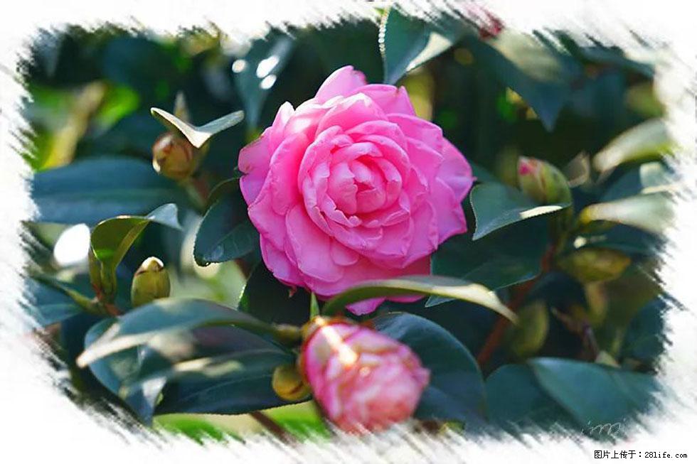 【春天，广西桂林灌阳县向您发出邀请！】杨柳井茶花惹人爱 - 游山玩水 - 聊城生活社区 - 聊城28生活网 lc.28life.net