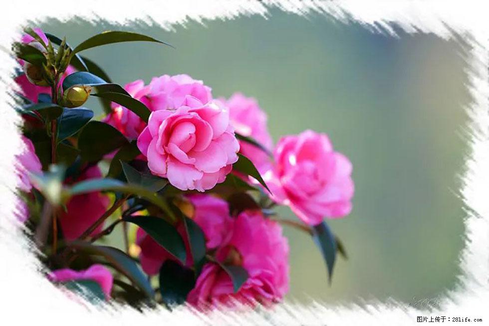 【春天，广西桂林灌阳县向您发出邀请！】杨柳井茶花惹人爱 - 游山玩水 - 聊城生活社区 - 聊城28生活网 lc.28life.net