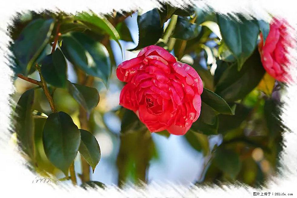 【春天，广西桂林灌阳县向您发出邀请！】杨柳井茶花惹人爱 - 游山玩水 - 聊城生活社区 - 聊城28生活网 lc.28life.net