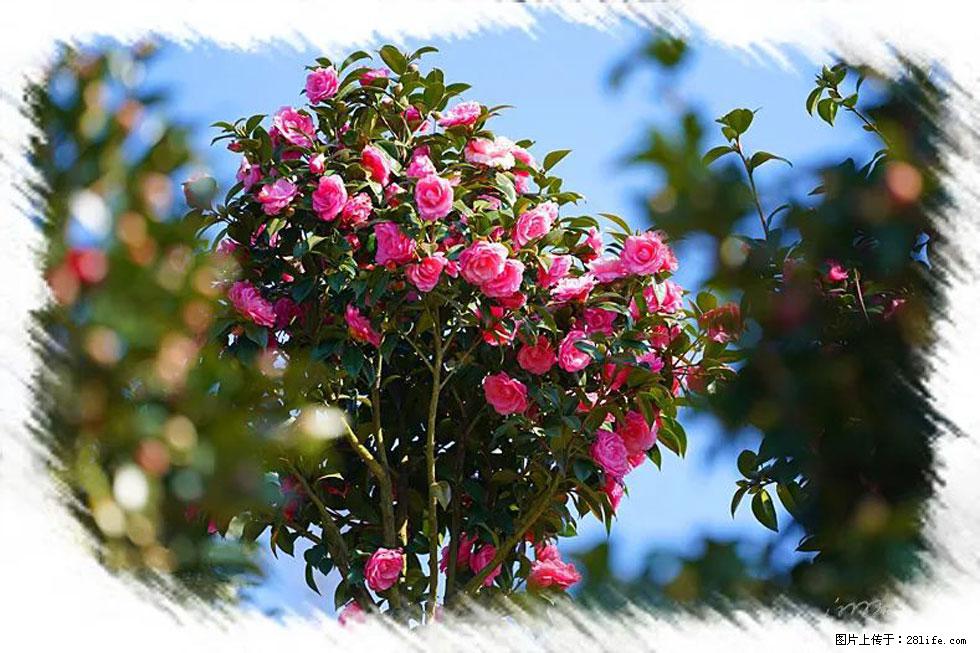 【春天，广西桂林灌阳县向您发出邀请！】杨柳井茶花惹人爱 - 游山玩水 - 聊城生活社区 - 聊城28生活网 lc.28life.net