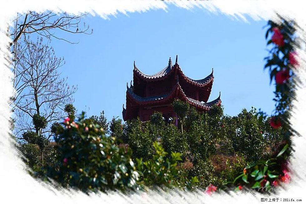 【春天，广西桂林灌阳县向您发出邀请！】杨柳井茶花惹人爱 - 游山玩水 - 聊城生活社区 - 聊城28生活网 lc.28life.net