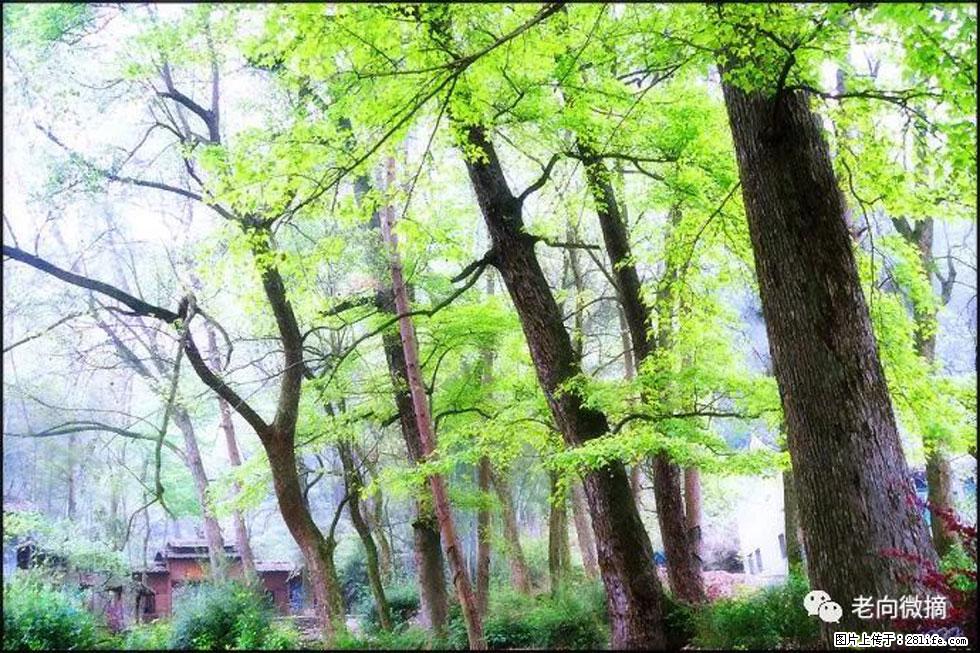 【春天，广西桂林灌阳县向您发出邀请！】在小龙村与春天约会 - 游山玩水 - 聊城生活社区 - 聊城28生活网 lc.28life.net