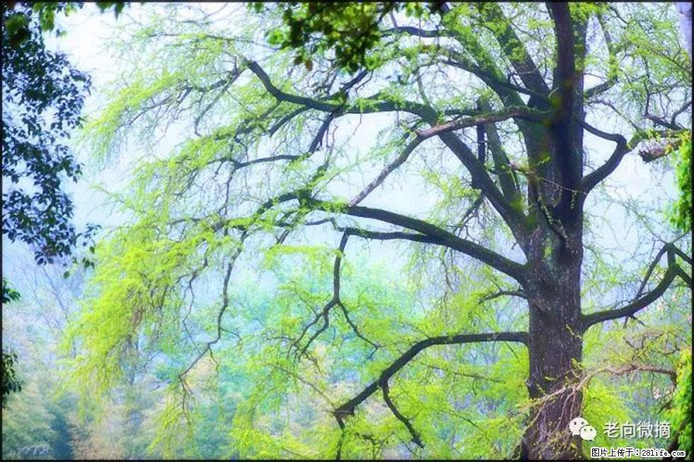 【春天，广西桂林灌阳县向您发出邀请！】在小龙村与春天约会 - 游山玩水 - 聊城生活社区 - 聊城28生活网 lc.28life.net