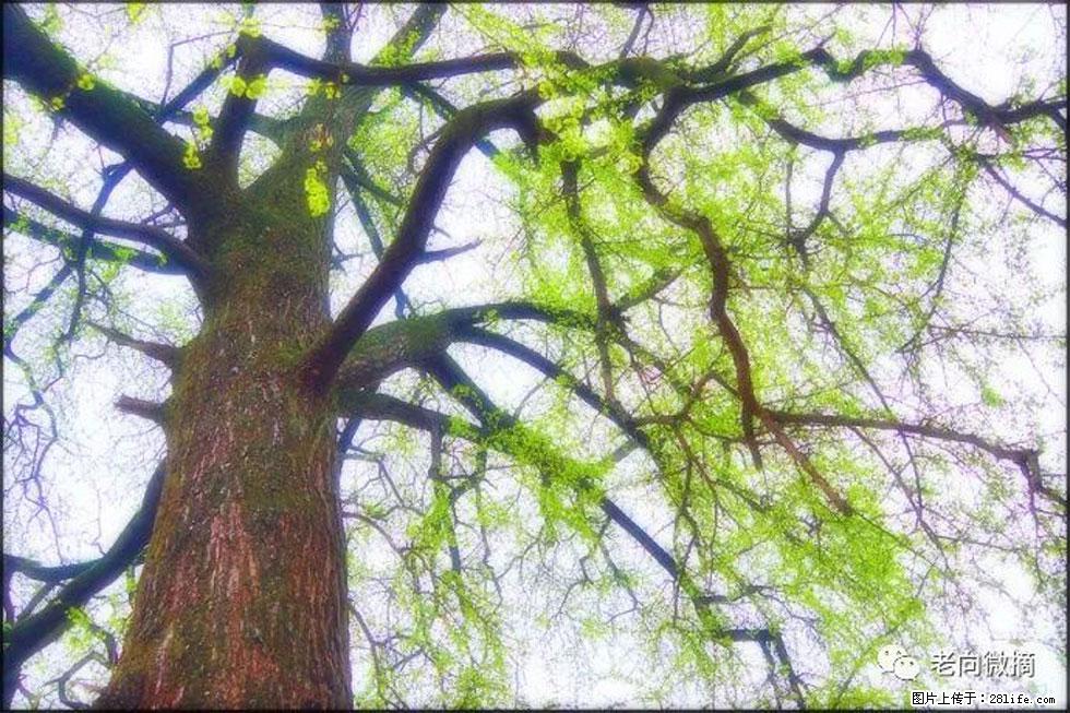【春天，广西桂林灌阳县向您发出邀请！】在小龙村与春天约会 - 游山玩水 - 聊城生活社区 - 聊城28生活网 lc.28life.net