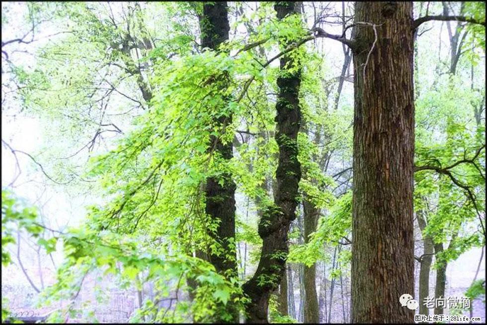 【春天，广西桂林灌阳县向您发出邀请！】在小龙村与春天约会 - 游山玩水 - 聊城生活社区 - 聊城28生活网 lc.28life.net