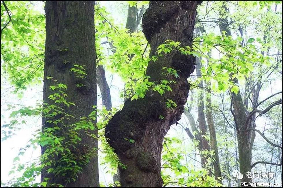【春天，广西桂林灌阳县向您发出邀请！】在小龙村与春天约会 - 游山玩水 - 聊城生活社区 - 聊城28生活网 lc.28life.net