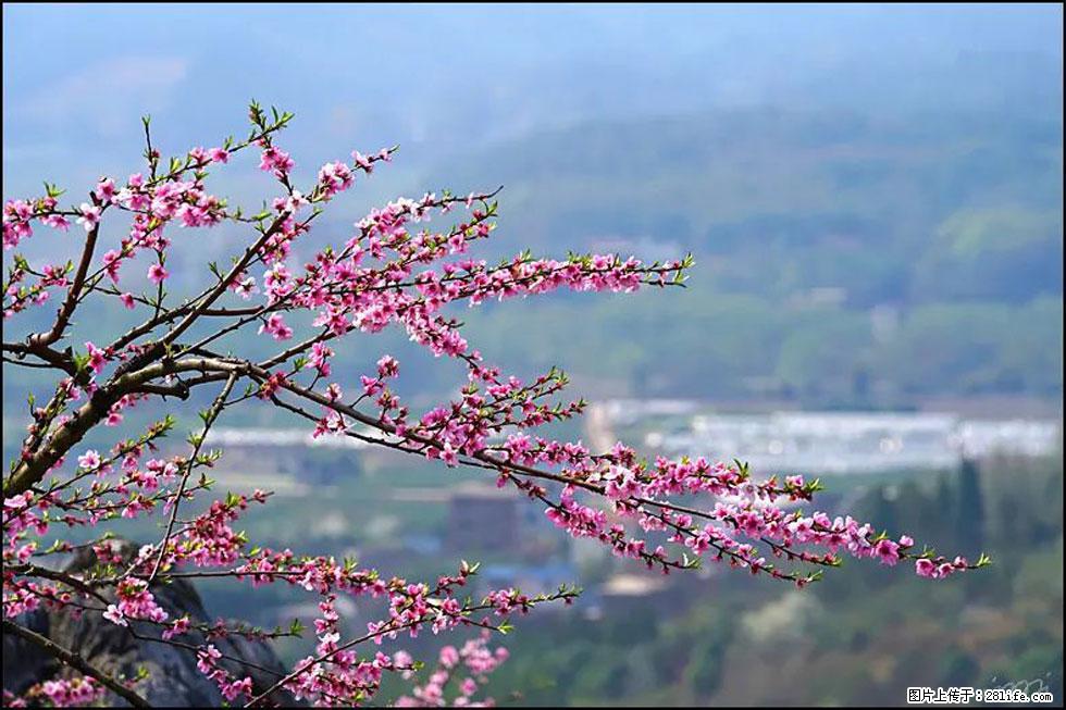 【春天，广西桂林灌阳县向您发出邀请！】望月岭上桃花开 - 游山玩水 - 聊城生活社区 - 聊城28生活网 lc.28life.net