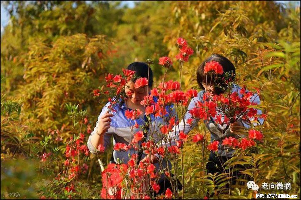 【春天，广西桂林灌阳县向您发出邀请！】登麒麟山，相约映山红 - 游山玩水 - 聊城生活社区 - 聊城28生活网 lc.28life.net