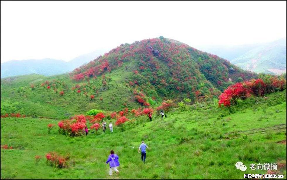 【春天，广西桂林灌阳县向您发出邀请！】宝盖山上映山红 - 游山玩水 - 聊城生活社区 - 聊城28生活网 lc.28life.net