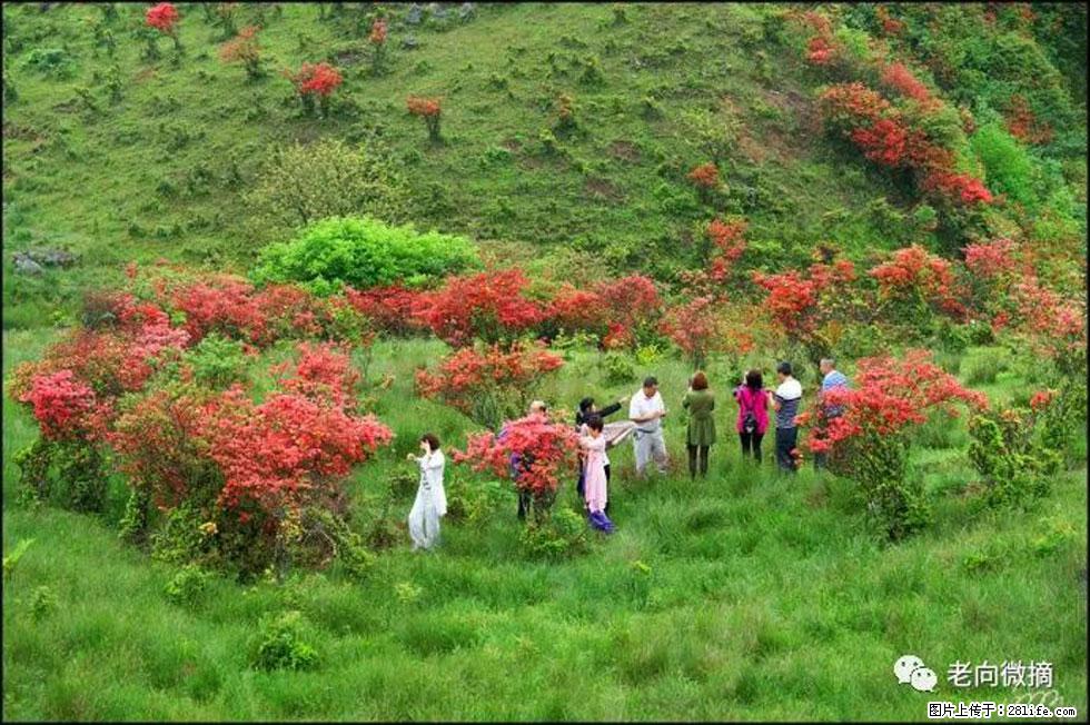 【春天，广西桂林灌阳县向您发出邀请！】宝盖山上映山红 - 游山玩水 - 聊城生活社区 - 聊城28生活网 lc.28life.net