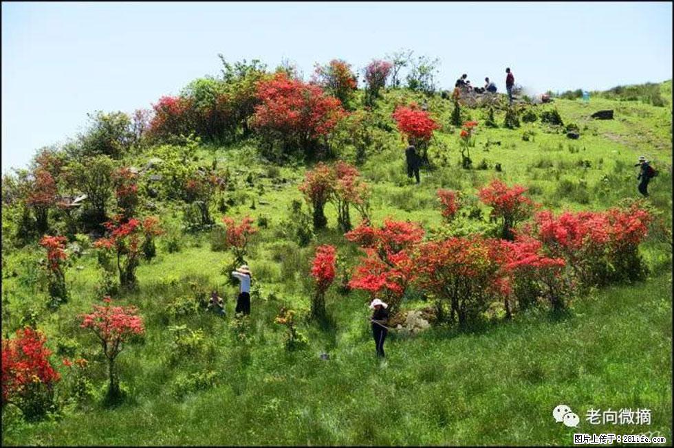 【春天，广西桂林灌阳县向您发出邀请！】宝盖山上映山红 - 游山玩水 - 聊城生活社区 - 聊城28生活网 lc.28life.net