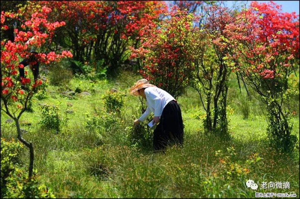 【春天，广西桂林灌阳县向您发出邀请！】宝盖山上映山红 - 游山玩水 - 聊城生活社区 - 聊城28生活网 lc.28life.net