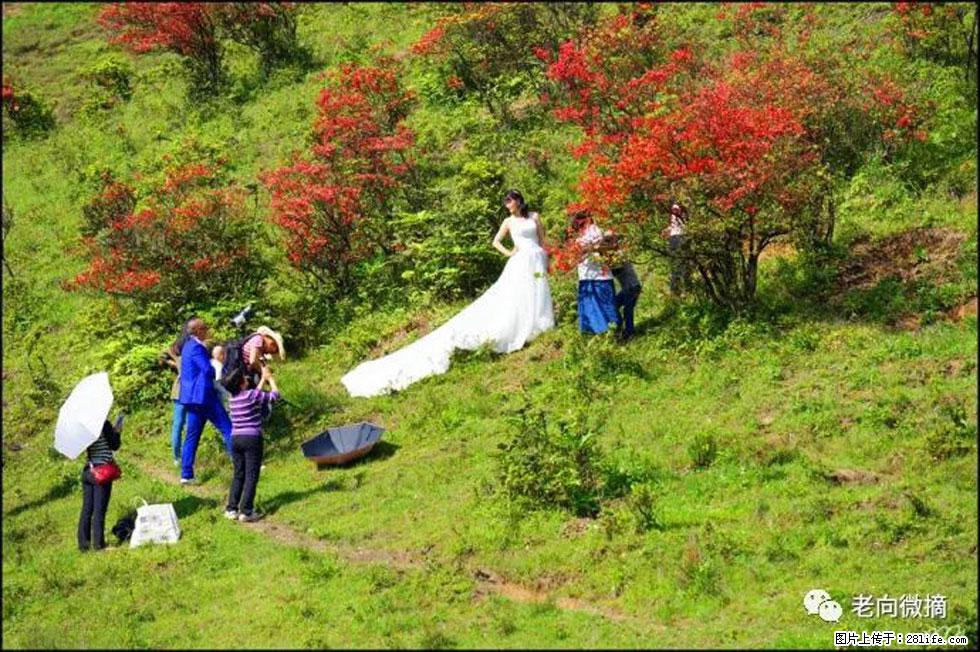 【春天，广西桂林灌阳县向您发出邀请！】宝盖山上映山红 - 游山玩水 - 聊城生活社区 - 聊城28生活网 lc.28life.net