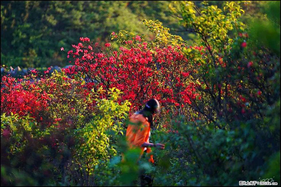 【春天，广西桂林灌阳县向您发出邀请！】春木界上映山红 - 游山玩水 - 聊城生活社区 - 聊城28生活网 lc.28life.net