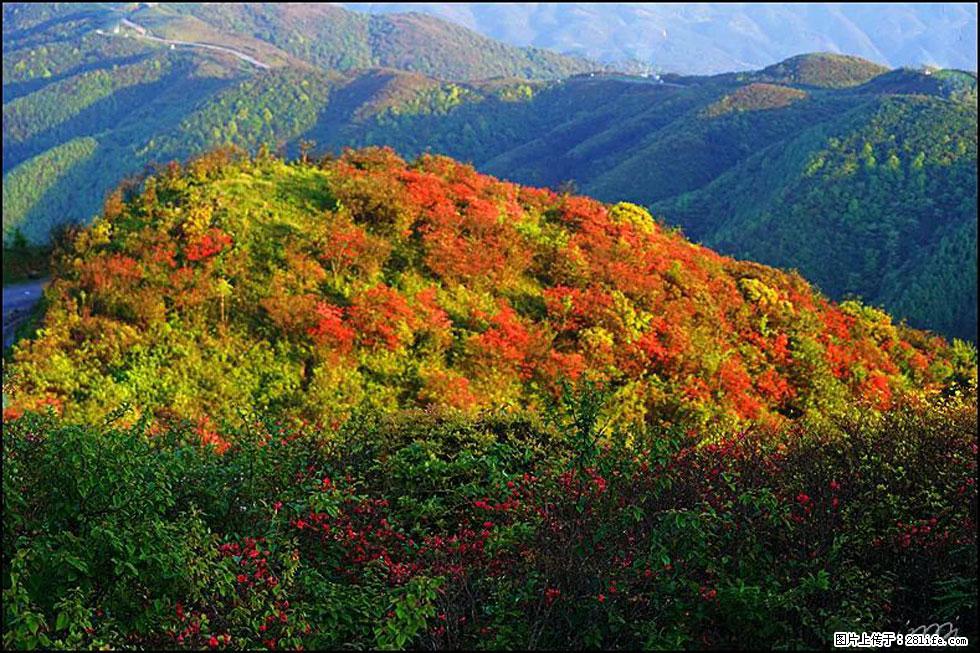 【春天，广西桂林灌阳县向您发出邀请！】春木界上映山红 - 游山玩水 - 聊城生活社区 - 聊城28生活网 lc.28life.net