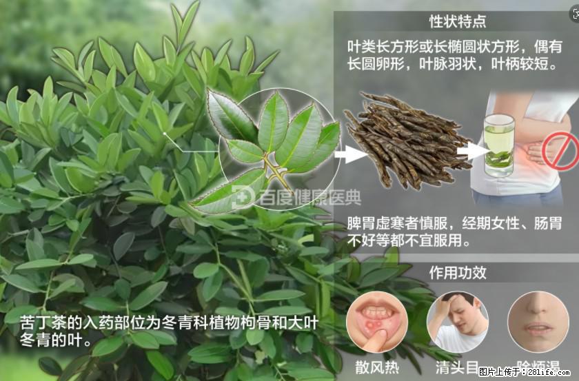 苦丁茶有哪些功效和作用 - 生活百科 - 聊城生活社区 - 聊城28生活网 lc.28life.net