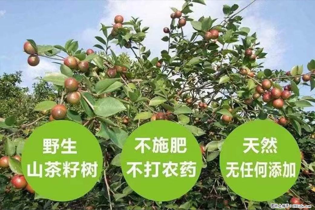 【灌阳县油茶产业示范区】一个有着充实的精神生活的人，对待身外之物自会有一种淡泊的态度 - 美食天地 - 聊城生活社区 - 聊城28生活网 lc.28life.net