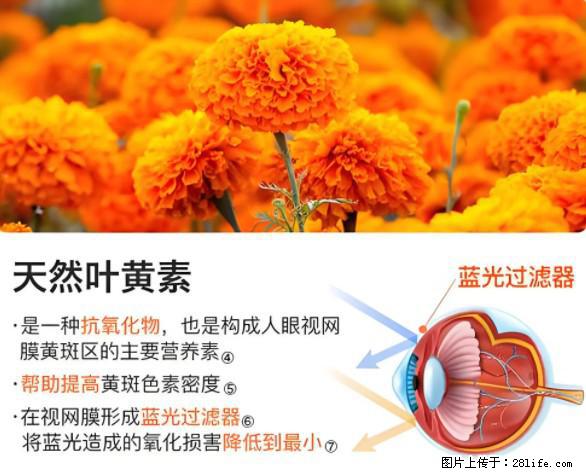叶黄素有什么功效和作用 - 生活百科 - 聊城生活社区 - 聊城28生活网 lc.28life.net