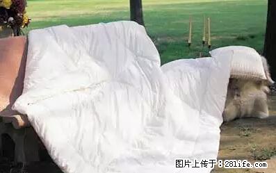 被子有异味？只要这样做，比晒太阳还强100倍！ - 家居生活 - 聊城生活社区 - 聊城28生活网 lc.28life.net