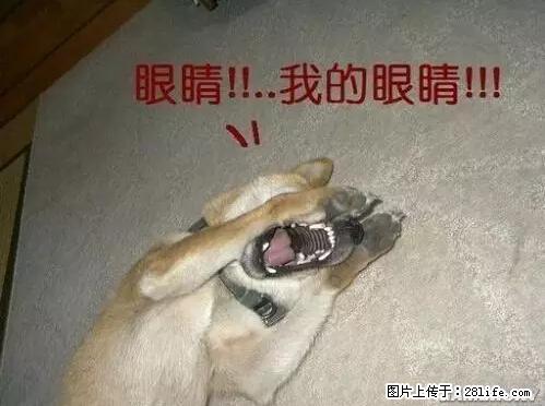 笑癫了！一女的怀孕三年未生，他终于忍不住了... - 娱乐八卦 - 聊城生活社区 - 聊城28生活网 lc.28life.net