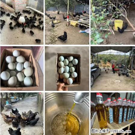 油茶园从小鸡仔开始养起的纯土鸡、土鸡蛋可以预定啦！还有前几天刚榨的纯山茶油哦 - 土特产 - 饮食特产 - 聊城分类信息 - 聊城28生活网 lc.28life.net