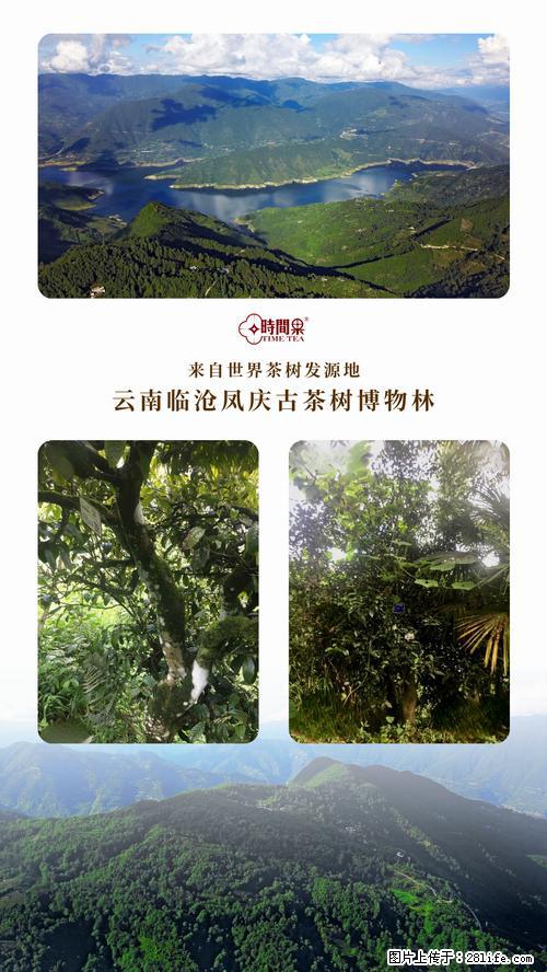 时间果百年古树2025年春红茶 - 购物交流 - 聊城生活社区 - 聊城28生活网 lc.28life.net