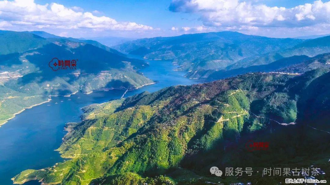 时间果百年古树龙珠普洱生茶 - 购物交流 - 聊城生活社区 - 聊城28生活网 lc.28life.net