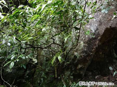 平乐石崖茶，珍贵仅次于金花茶 - 聊城生活资讯 - 聊城28生活网 lc.28life.net