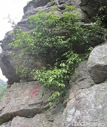 平乐石崖茶，珍贵仅次于金花茶 - 聊城生活资讯 - 聊城28生活网 lc.28life.net