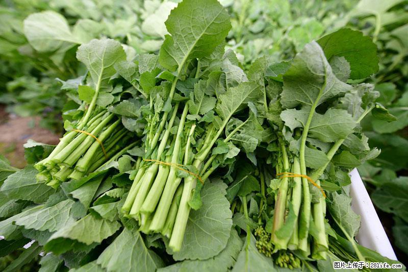 这些蔬菜是“天然钙片”，这6种被医生重点推荐 - 聊城生活资讯 - 聊城28生活网 lc.28life.net